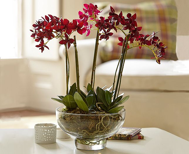 Chậu lan hồ điệp đỏ mang đến hạnh phúc